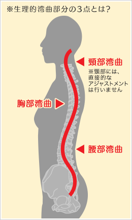 ※生理的湾曲部分の3点とは？「頸部湾曲」「胸部湾曲」「腰部湾曲」